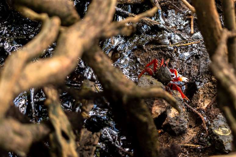 Em &aacute;reas de lama como os mangues, com pouca movimenta&ccedil;&atilde;o de &aacute;gua e sedimentos mais finos, &eacute; mais dif&iacute;cil fazer a limpeza