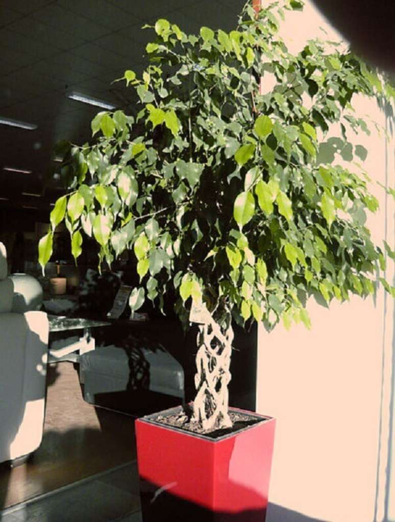 5. A Ficus-benjamina é uma planta que filtra as impurezas do ar. Fonte: Wikimedia Commons