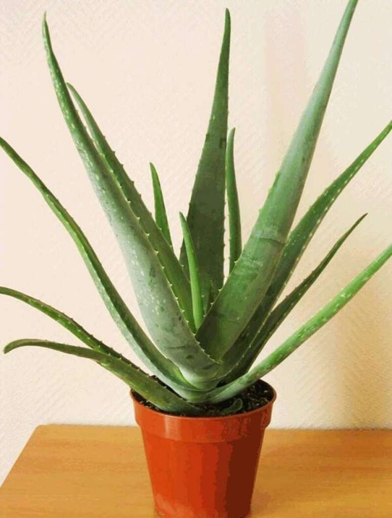 6. A Aloe Vera é uma planta que purifica o ambiente. Fonte: Pinterest