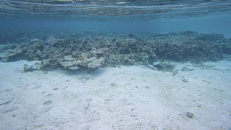 A morte de corais é um dos resultados da acidificação do oceano