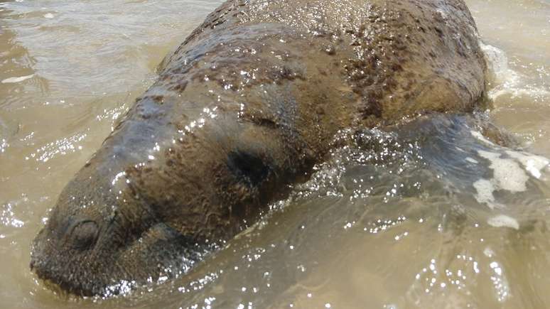 Ambientalistas estão monitorando o peixe-boi para evitar que suas vias respiratórias e boca sejam obstruídas pelo petróleo derramado na costa nordestina