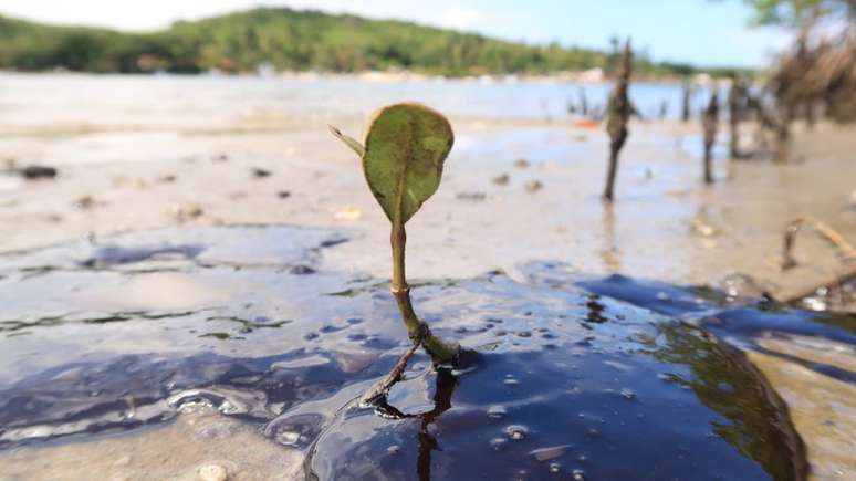 Os manguezais tamb&eacute;m promovem um filtro biol&oacute;gico e ret&ecirc;m sedimentos de rios antes de seu desague no mar; na foto, rio Massangana, em Pernambuco