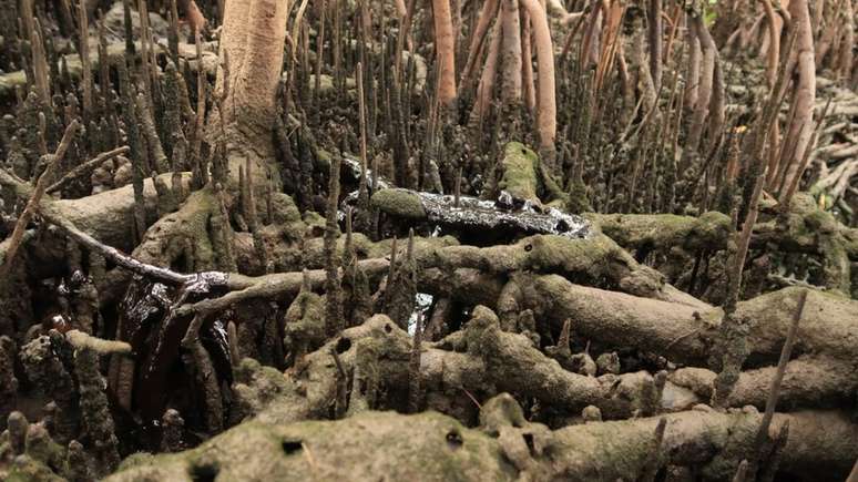 Especialistas dizem que &eacute; praticamente 'imposs&iacute;vel' retirar o petr&oacute;leo do mangue