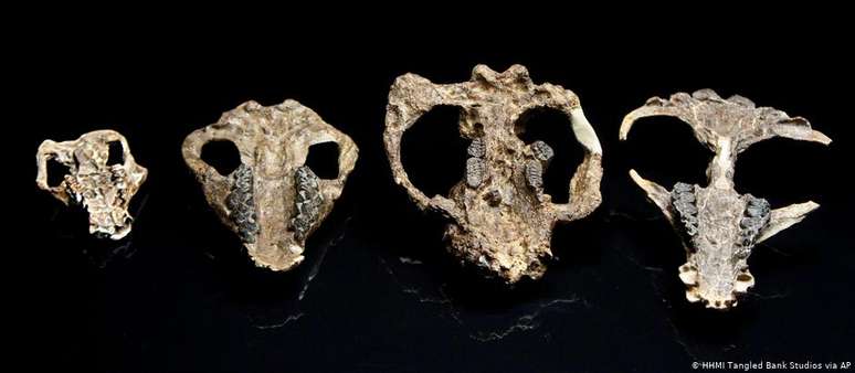Quatro crânios de mamíferos recolhidos em escavações no Colorado