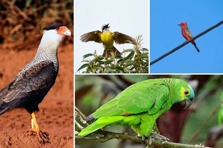Em sentido horário, carcará, bem-te-vi, príncipe e papagaio-real, algumas das espécies de aves avistadas em São Paulo