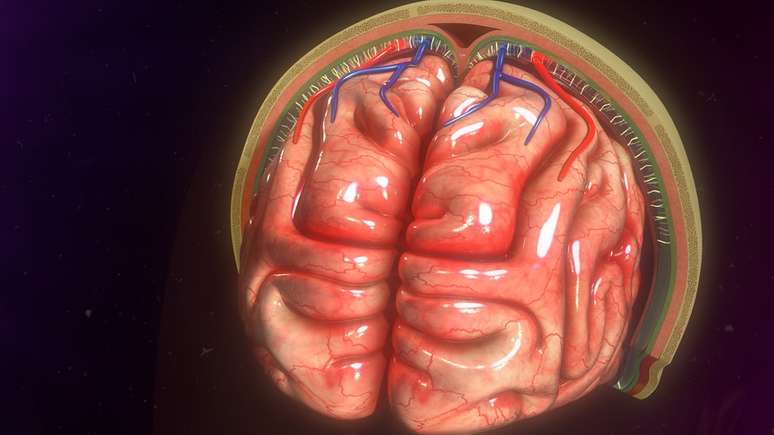 Os cientistas 'se depararam' com novos vasos no cérebro