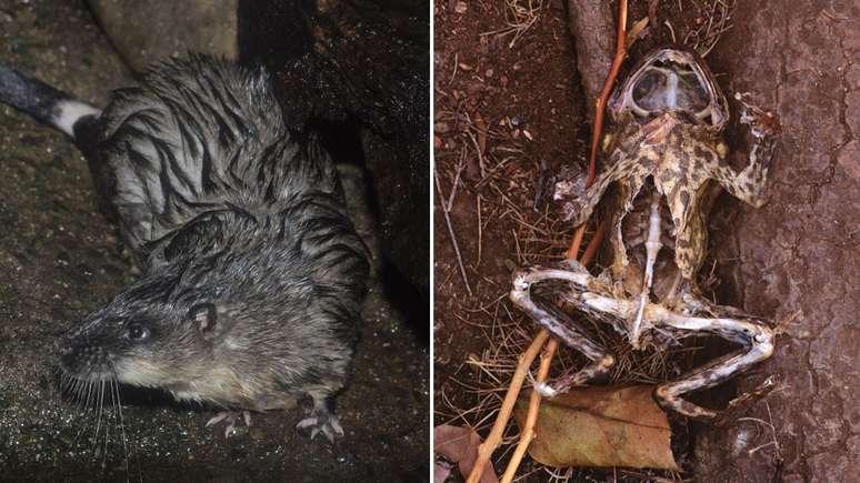 O rato aquático evita morrer de envenenamento dissecando a barriga do sapo e ingerindo apenas o coração e o fígado
