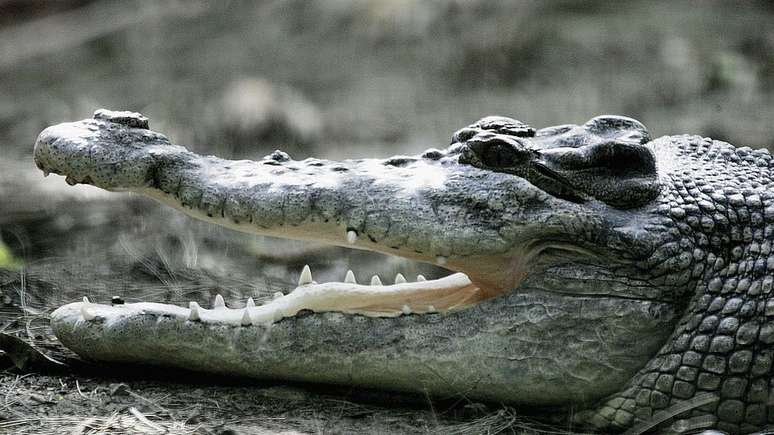 O sapo-cururu é considerado culpado da morte de várias espécies de répteis, como os crocodilos