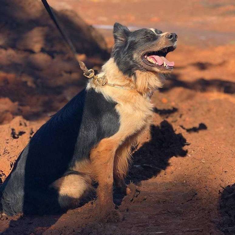 O border collie Thor tinha 5 anos e 2 meses