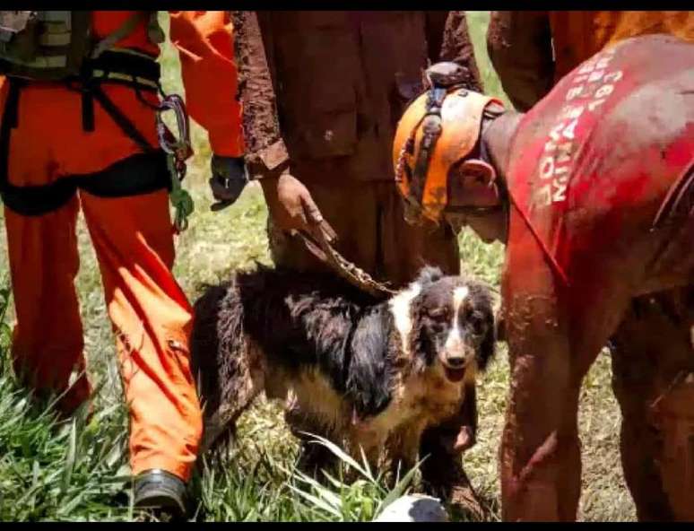 Thor fazia parte da equipe de busca, resgate e salvamento com cães