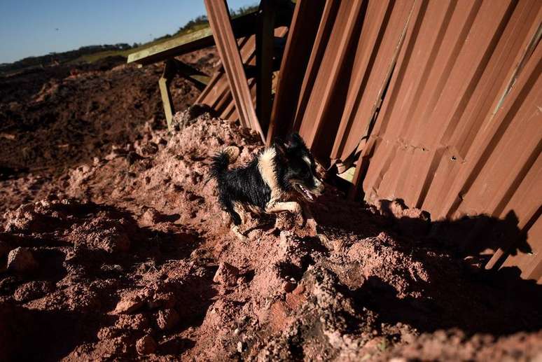 Cão era especialista em encontrar desaparecidos