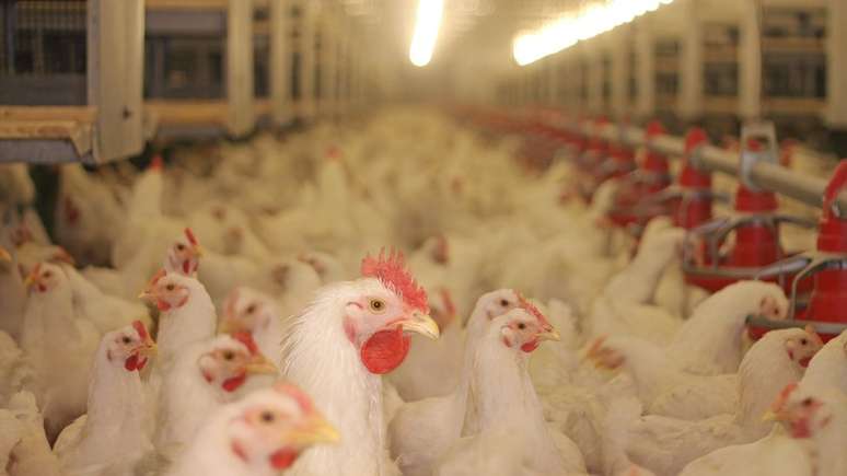 Exporta&ccedil;&atilde;o de frango brasileiro est&aacute; entre as prioridades da visita de Bolsonaro &agrave; Ar&aacute;bia Saudita