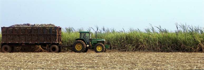 Colheita de cana-de-açúcar em Sertãozinho (SP) 
08/09/2005
REUTERS/Paulo Whitaker