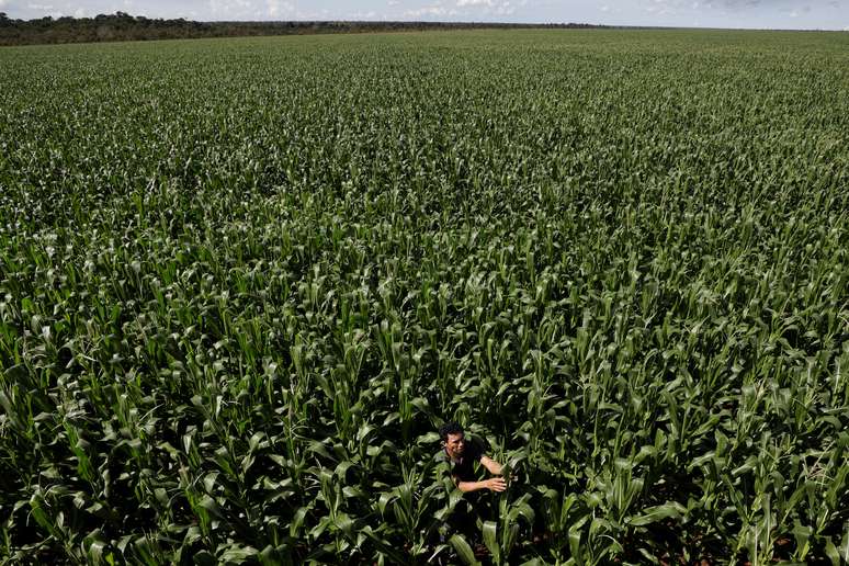 Plantação de milho em Campo Novo do Parecis, MT
26/04/2018
REUTERS/Ueslei Marcelino