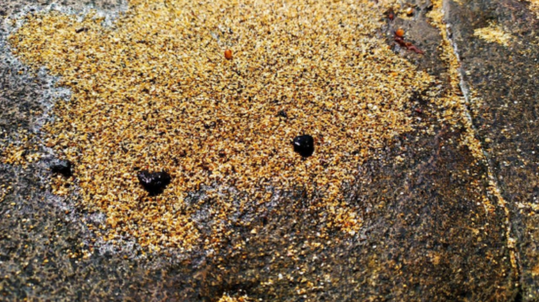 Fragmentos de óleo na praia norte da Ilha de Santa Bárbara, em Abrolhos