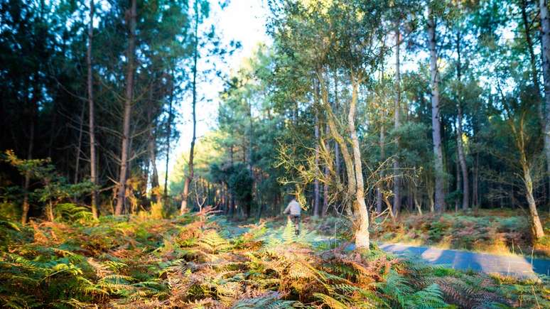 Landes é maior floresta já criada pelo homem na Europa ocidental