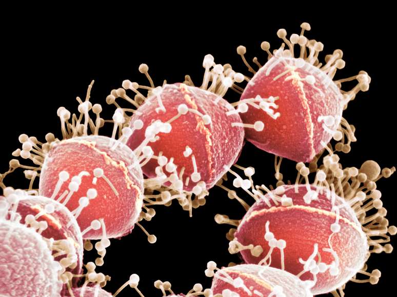 Eletromicrografia mostra fagos atacando bactéria Streptococcus