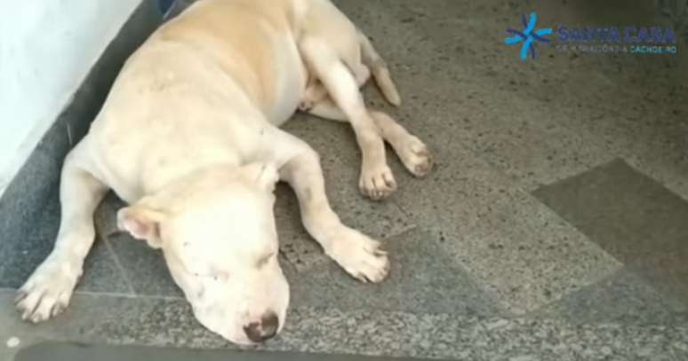 Cachorro permanece na porta de hospital à espera do dono internado