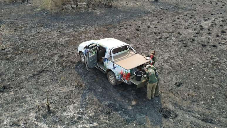 Equipe do Instituto Arara Azul monitora destruição após queimadas