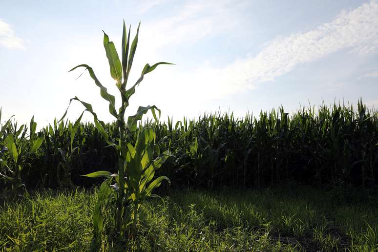 Plantio de milho em Adel, Iowa (EUA) 
05/07/2018
REUTERS/Scott Morgan