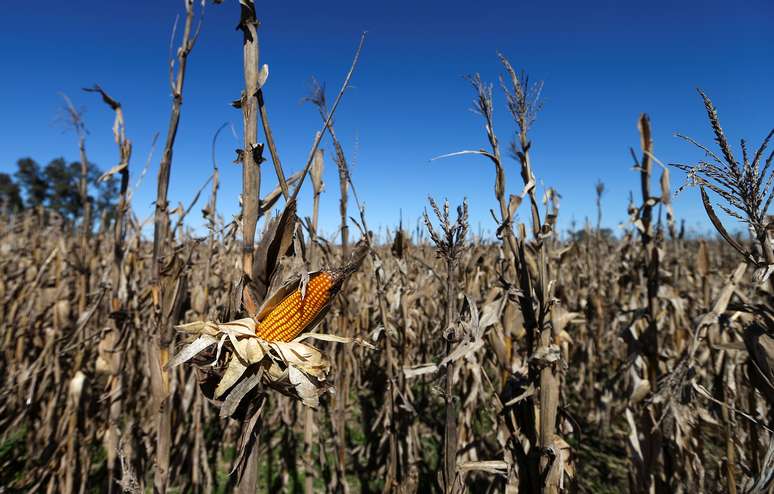 Plantio de milho em Lujan, Argentina 
02/08/2019
REUTERS/Agustin Marcarian
