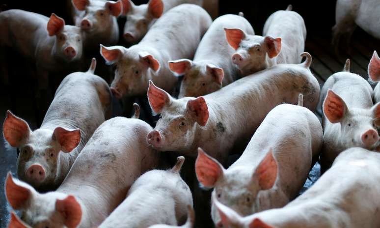 Criação de porcos em Carambeí (PR) 
06/09/2018
REUTERS/Rodolfo Buhrer