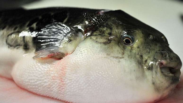 Peixe baiacu &eacute; bastante popular na culin&aacute;ria japonesa