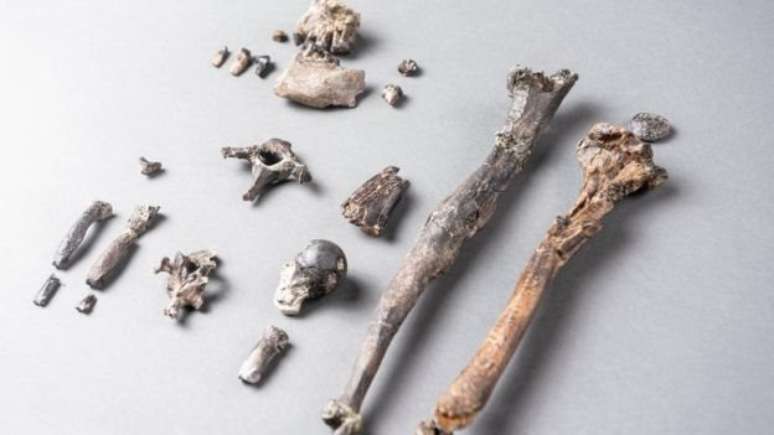 Esqueleto mais completo encontrado é de um macho com altura de cerca de um metro, semelhante à de um bonobo atual