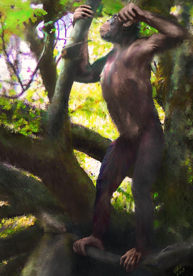A descoberta indica que os primatas começaram a andar de pé nas árvores, antes de chegar ao chão