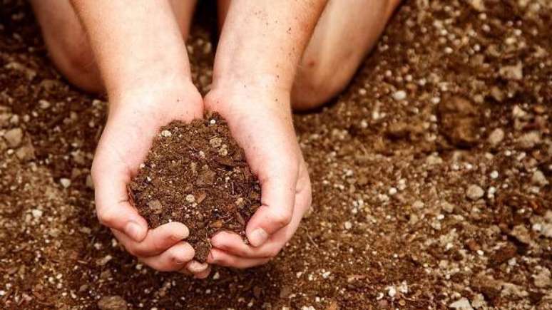 7. G&eacute;rbera como cuidar e propagar sua esp&eacute;cie. Fonte: Pinterest