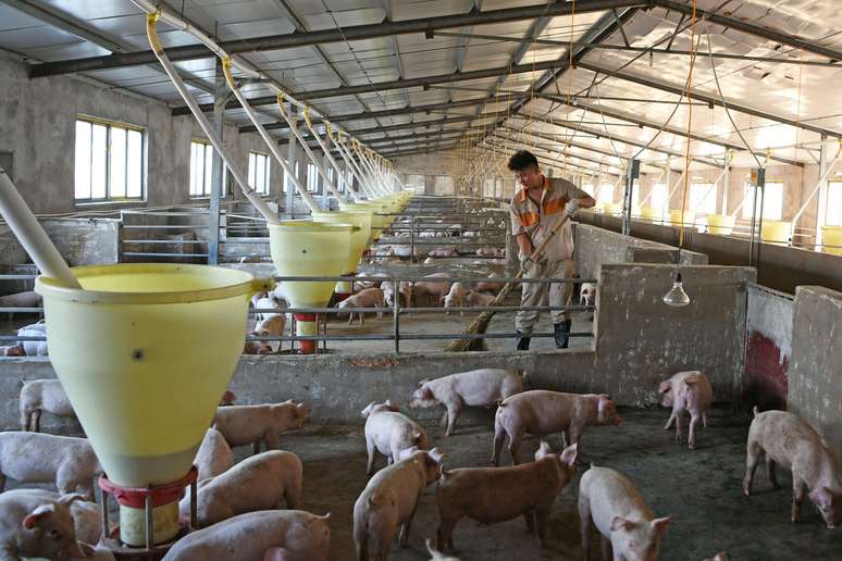 Criação de porcos em Huainan, China 
19/10/2019
REUTERS/Stringer