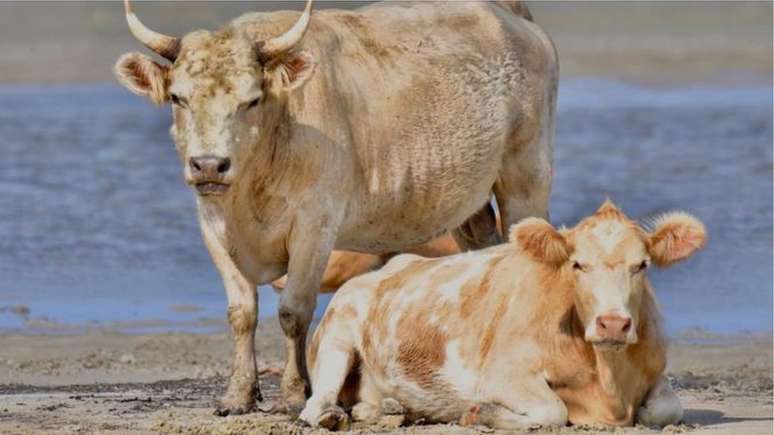 Vacas são encontradas meses após passagem de furacão na costa dos Estados Unidos