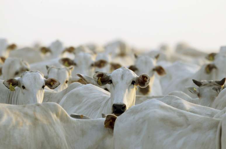 Cria&ccedil;&atilde;o de gado em Deciol&acirc;ndia (MT) 
07/09/2011
REUTERS/Paulo Whitaker