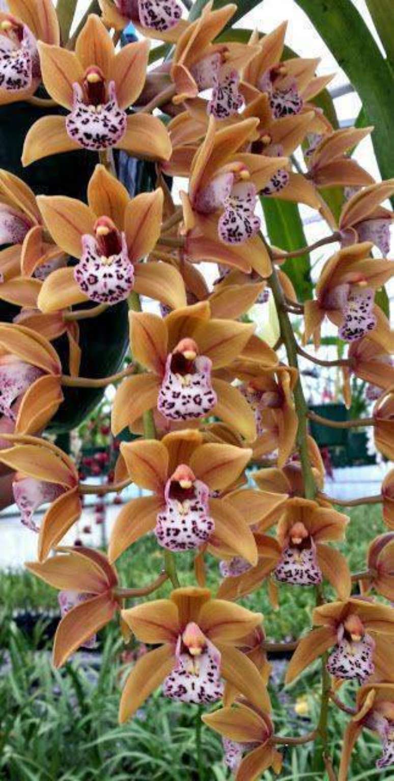 38. A cymbidium pode produzir até 25 flores. Foto: My Orchids Journal