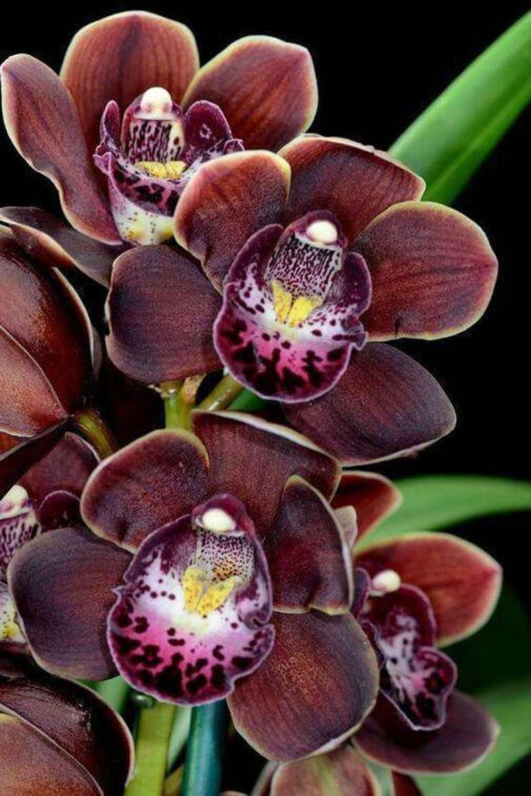 23. A cymbidium representa o que há de melhor nas orquídeas. Foto: Trust Worthy
