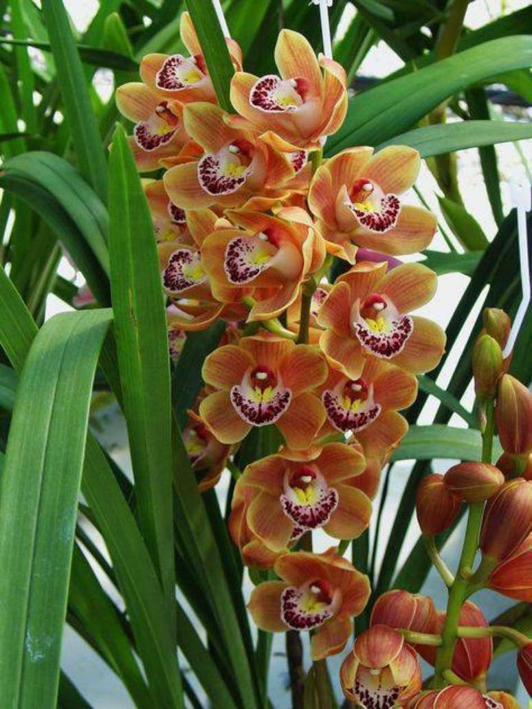 26. Seu jardim ganha mais vida com uma cymbidium. Foto: My Orchids Journal