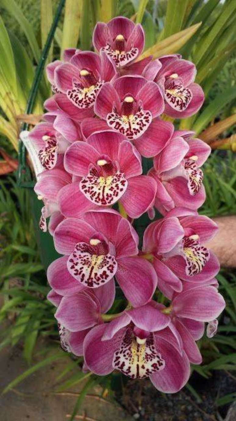 40. A cymbidium é uma planta de boa sorte. Foto: Jardim das Orquídeas Online