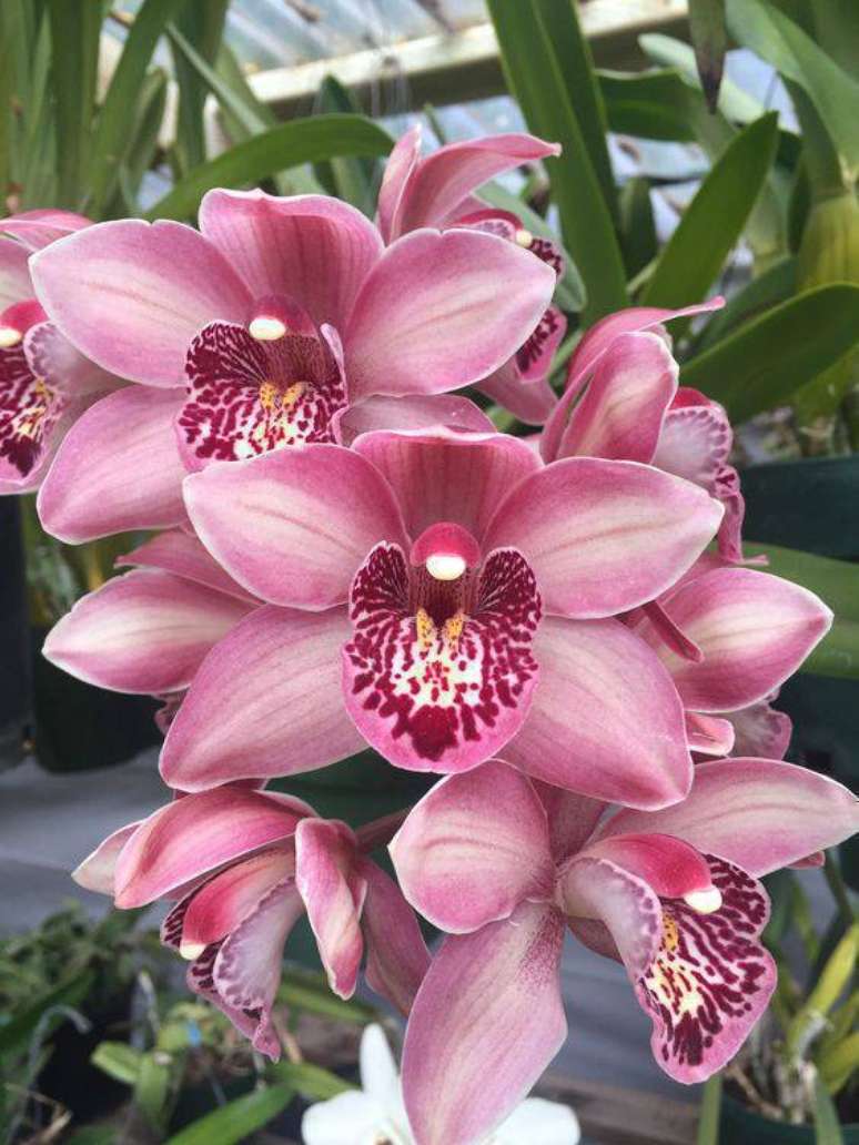 2. Muitas simbologias fazem parte da orquídea cymbidium. Foto: Flickr