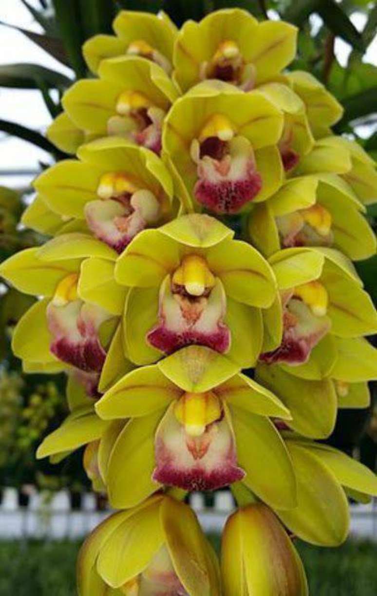12. A cymbidium sempre é chamativa. Foto: My Orchids Journal