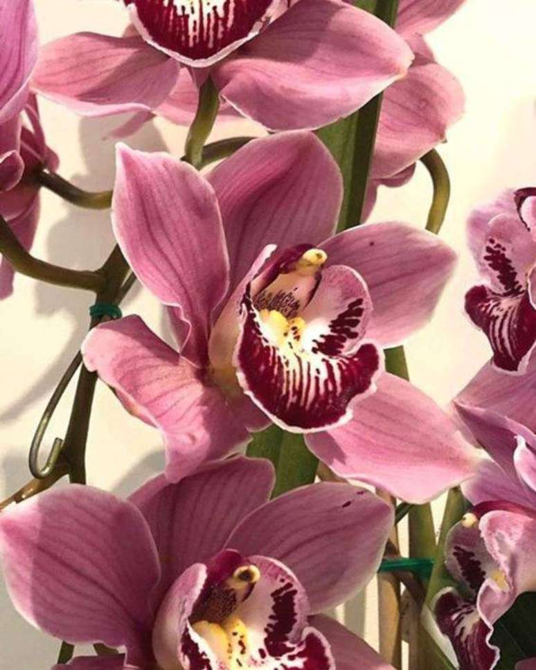 27. A beleza da cymbidium está nos detalhes. Foto: Flowerhub