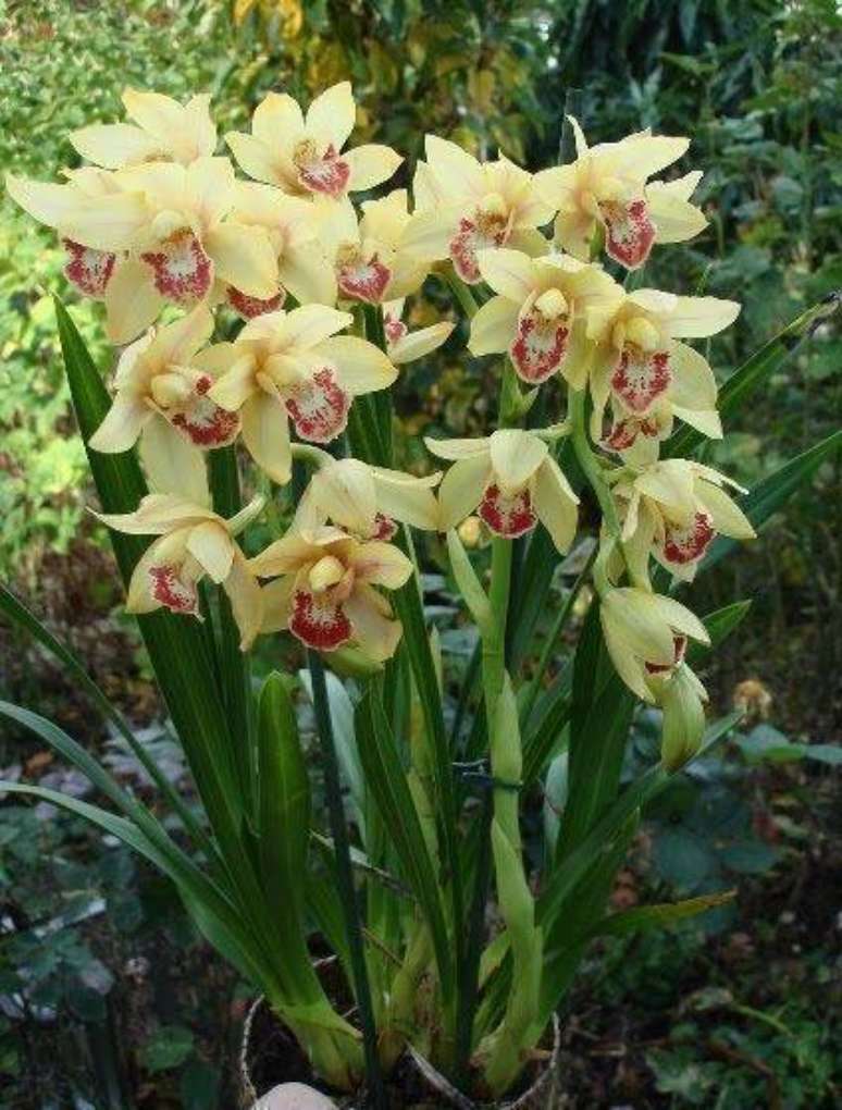 34. A cymbidium é uma das orquídeas mais bonitas. Foto: Growing Greener