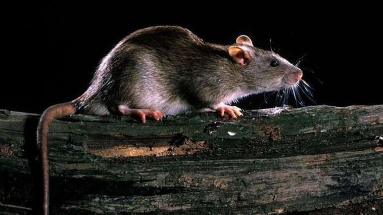 A peste geralmente é transmitida por ratos