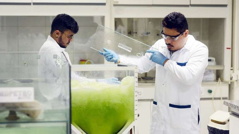 Na limpeza, a água contaminada entra em um tanque (reator) onde estão as microalgas, que se abastecem do carbono. Em seguida, a água limpa é liberada de volta no ambiente