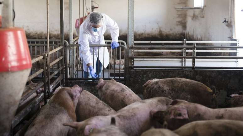 Produção em larga escala de animais com fins alimentícios está associada ao uso de antibióticos