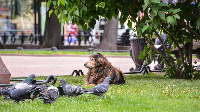 Criar espa&ccedil;os verdes &eacute; a melhor maneira de ajudar os pombos, de acordo com os pesquisadores