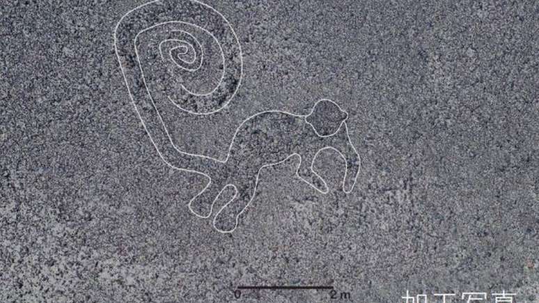 Um novo macaco tamb&eacute;m foi encontrado