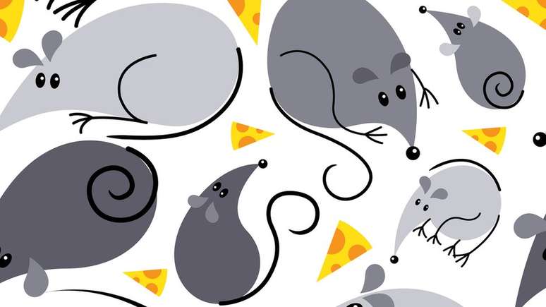 Entre os ratos, as fêmeas engordaram e os machos perderam peso.