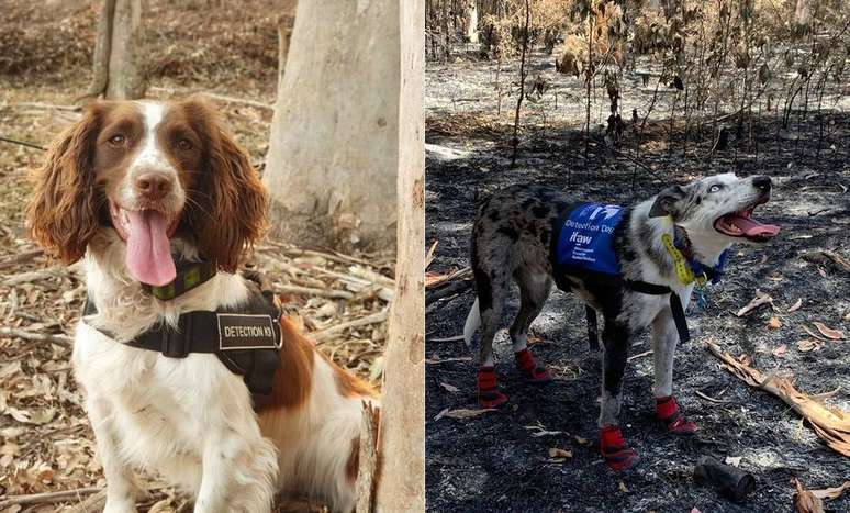 Cachorros como Taylor (esquerda) e Bear ajudam na busca por coalas sobreviventes de incêndios florestais