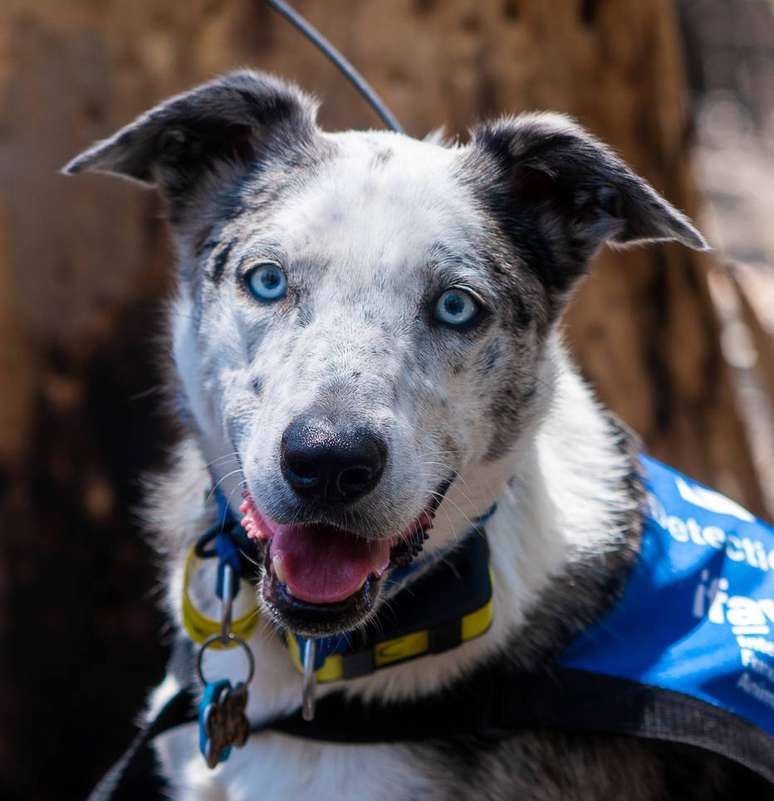 O cachorro Bear é descendente de um cruzamento da raça boiadeiro australiano O cachorro Bear, descendente da raça boiadeiro australiano