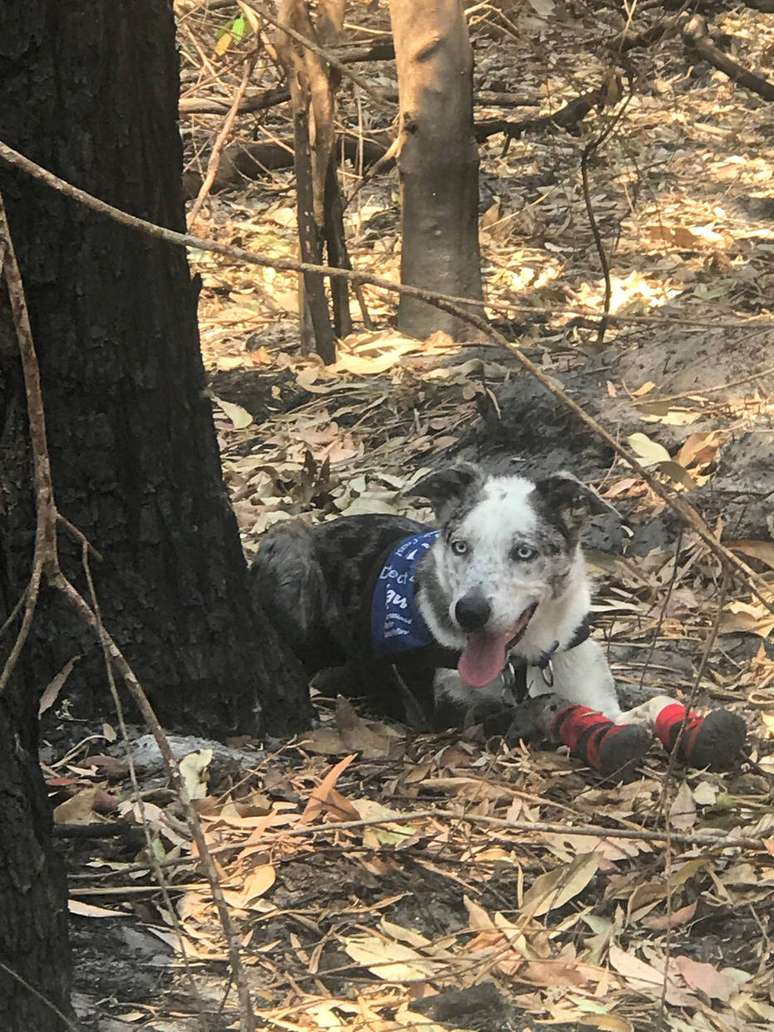 Bear usa meias protetoras durante as buscas por coalas feridos nos incêndios florestais da Austrália